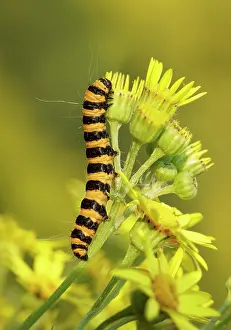 Cinnabar: The Cinnabar Caterpillar feeding on Ragwort flower August