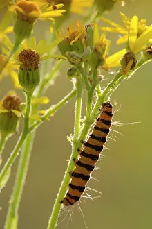Cinnabar: Cinnabar Moth
