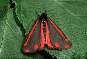 Cinnabar: CINNABAR MOTH
