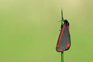 Arctiidae: Cinnabar Moth