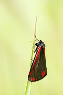 2000: Cinnabar Moth