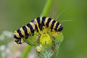 Cinnabar: Cinnabar Moth Caterpillar