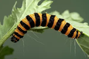 Cinnabar: Cinnabar Moth - Caterpillar - the bright colours