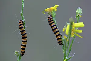 Cinnabar: Cinnabar Moth caterpillar - feeding on foodplant Ragwort