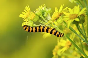 Cinnabar: Cinnabar Moth - caterpillar feeding on Ragwort - August