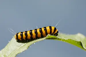 Antennata: Cinnabar moth caterpillar (Tyria jacobaeae) on a