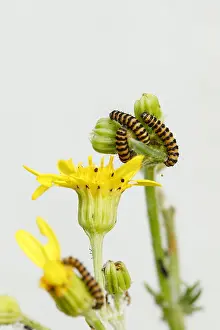 Antennata: Cinnabar moth caterpillar (Tyria jacobaeae) on Ragwort