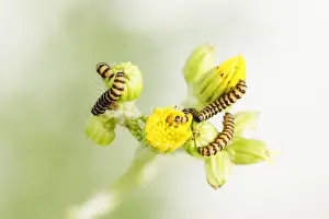 Antennata: Cinnabar moth caterpillar (Tyria jacobaeae) on Ragwort