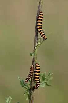 Cinnabar: Cinnabar Moth - caterpillars feeding on foodplant Ragwort