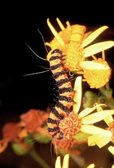 Cinnabar: Cinnabar Moth Larva