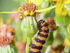 Larva: Cinnabar moth larva - feeding on ragwort - UK