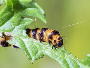 Larva: Cinnabar moth larva - feeding on ragwort - UK