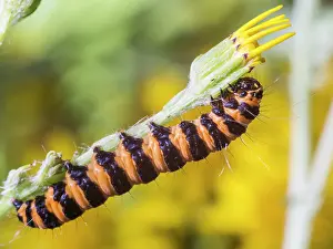 Larva: Cinnabar moth larva - feeding on ragwort - UK