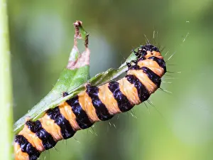 Larva: Cinnabar moth larva - feeding on ragwort - UK