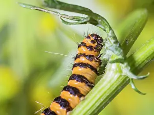 Larva: Cinnabar moth larva - feeding on ragwort - UK