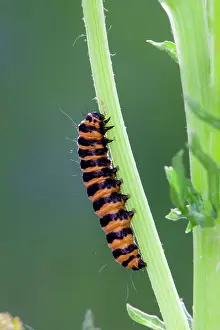 Cinnabar: Cinnabar Moth Larva on a stem