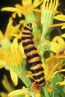 Cinnabar: Cinnabar Moth Larvae