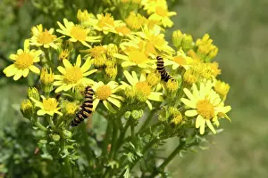 Cinnabar: Cinnabar moth - two larvae feeding on Common Ragwort