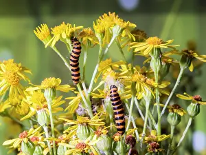 Larvae: Cinnabar moth larvae - feeding on ragwort - UK