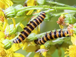 Larvae: Cinnabar moth larvae - feeding on ragwort - UK