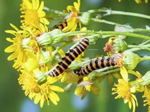 Larvae: Cinnabar moth larvae - feeding on ragwort - UK