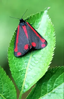 Cinnabar: Cinnabar Moth - on leaf