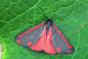 Cinnabar: Cinnabar Moth on a Leaf