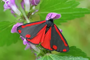 Reusstal: Cinnabar Moth Reusstal