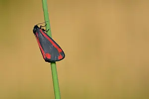 Arctiidae: Cinnabar Moth (Tyria jacobaeae)