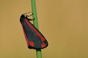Arctiidae: Cinnabar Moth (Tyria jacobaeae)