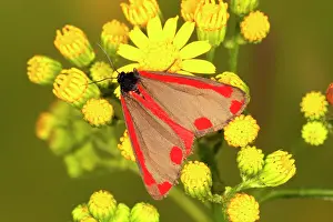 Cinnabar: Cinnabar Moth (Tyria jacobaeae) butterfly sitting