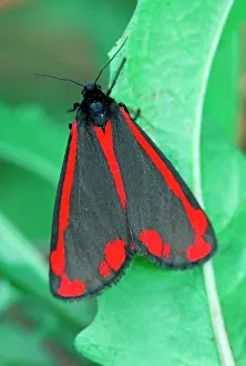 Cinnabar: Cinnabar Moth - Whirinaki Forest Park