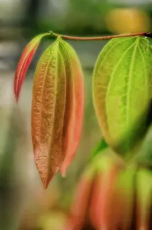 Verum: Cinnamon