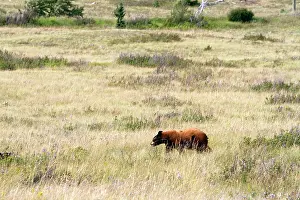 Waterton: Cinnamon bear in the Waterton Lakes National