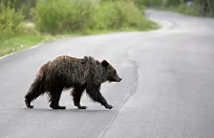 Cinnamomum: Cinnamon / Black Bear - crossing road