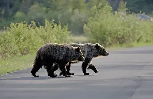 Cinnamomum: Cinnamon / Black Bear - crossing road