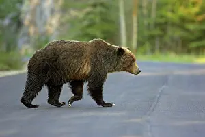 Cinnamomum: Cinnamon / Black Bear - crossing road