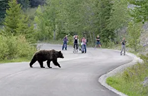 Cinnamomum: Cinnamon / Black Bear - crossing road with people watching