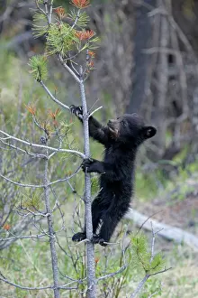 Cinnamomum: Cinnamon / Black Bear - cub climbing tree