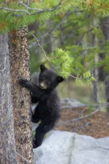 Cinnamomum: Cinnamon / Black Bear - cub climbing tree