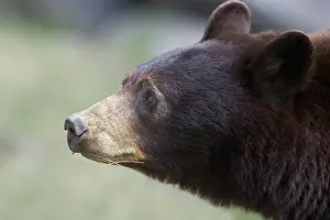 Cinnamomum: Cinnamon / Black Bear - female