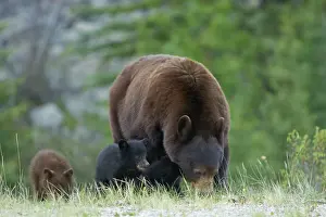 Cinnamomum: Cinnamon / Black Bear - mother and cubs