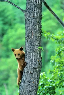Waterton: Cinnamon colored black bear in tree in Waterton