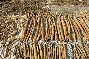 Sumatra: Cinnamon Drying, Indonesia