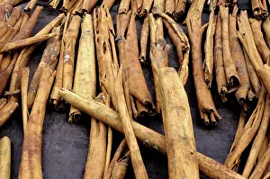 Sumatra: Cinnamon Drying, Indonesia