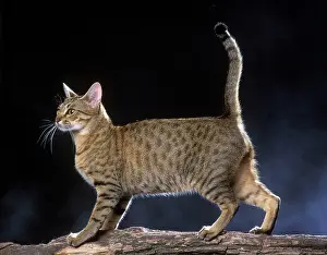Ocicat: Cinnamon on Gold Ocicat