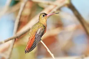 Amazilia: Cinnamon Hummingbird