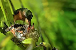 Amazilia: Cinnamon hummingbird (amazilia rutila), mother feeding