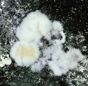 Mold: Cinnamon Mold on mushrooms