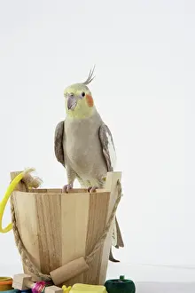 Nymphicus: Cinnamon-pied Cockatiel